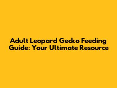 Adult Leopard Gecko Feeding Guide: Your Ultimate Resource