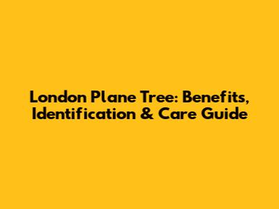 London Plane Tree: Benefits, Identification & Care Guide